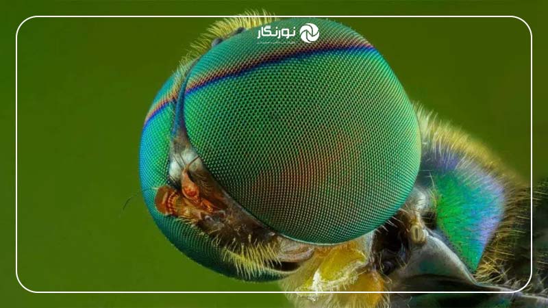 دیافراگم مناسب برای عکاسی ماکرو
