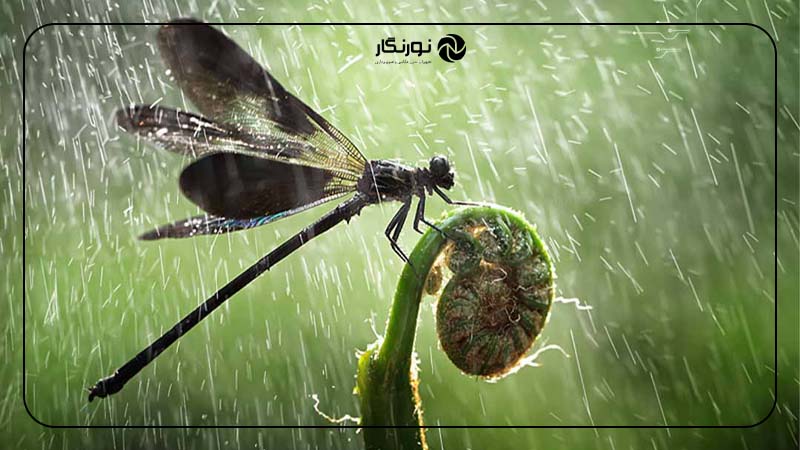 سرعت شاتر و تاثیر آن بر کیفیت تصویر