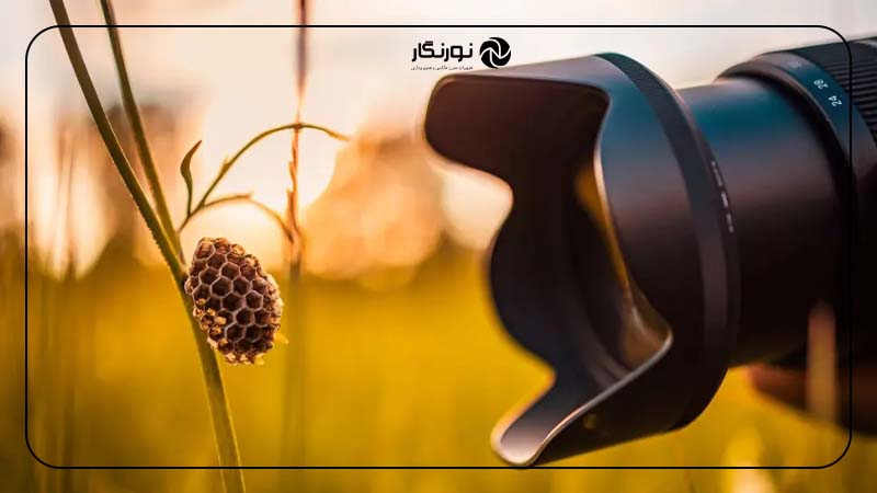 فوکوس در عکاسی ماکرو