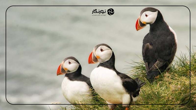 نحوه چیدمان عناصر در ترکیب‌بندی