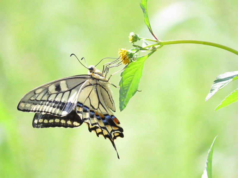 آموزش عکاسی از پروانه‌ها