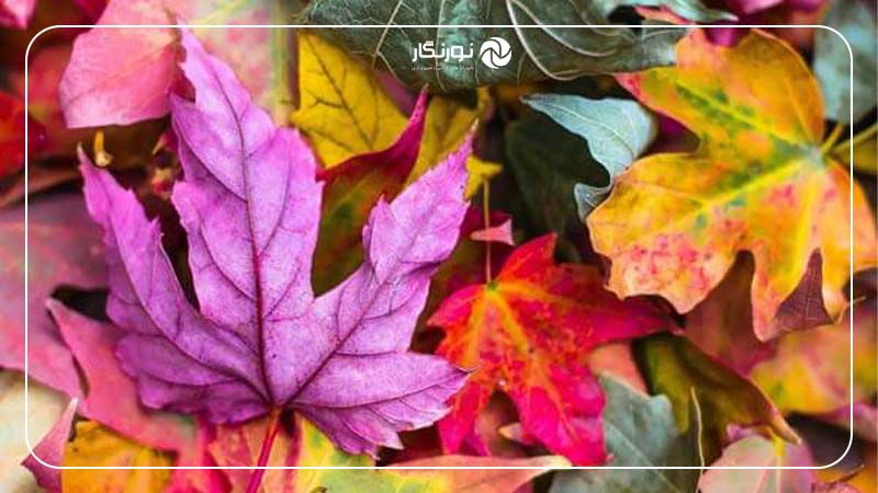 رنگ‌های مکمل و تضاد رنگی
