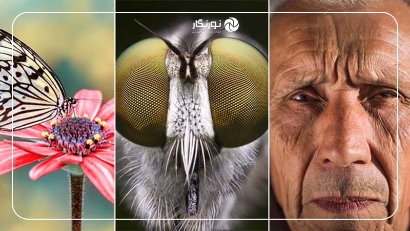 تفاوت عکاسی ماکرو، میکرو و کلوزآپ چیست؟