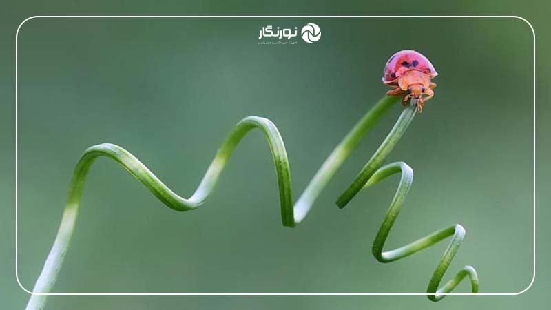 عکاسی کلوزآپ چیست؟