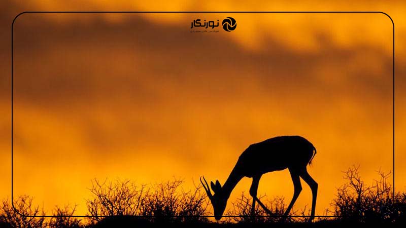 چه زمانی باید از نور طبیعی استفاده کنیم؟
