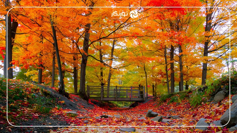 از ساعت طلایی استفاده کنید