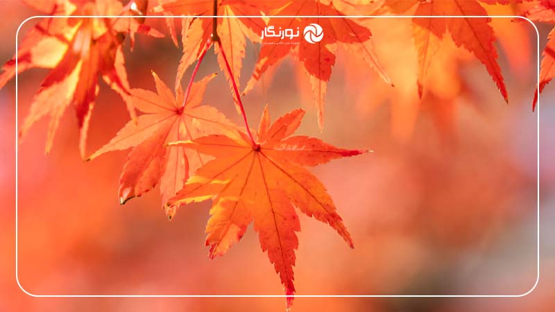 به جزئیات برگ‌ها توجه کنید