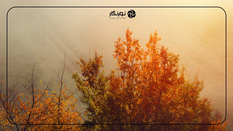عکاسی از برگ‌های پاییزی در مه صبحگاهی