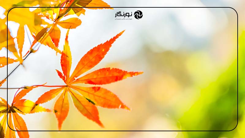 نور پس‌زمینه برای جلوه بهتر برگ‌ها