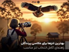 بهترین لنزها برای عکاسی پرندگان ؛ راهنمای کامل انتخاب لنز مناسب