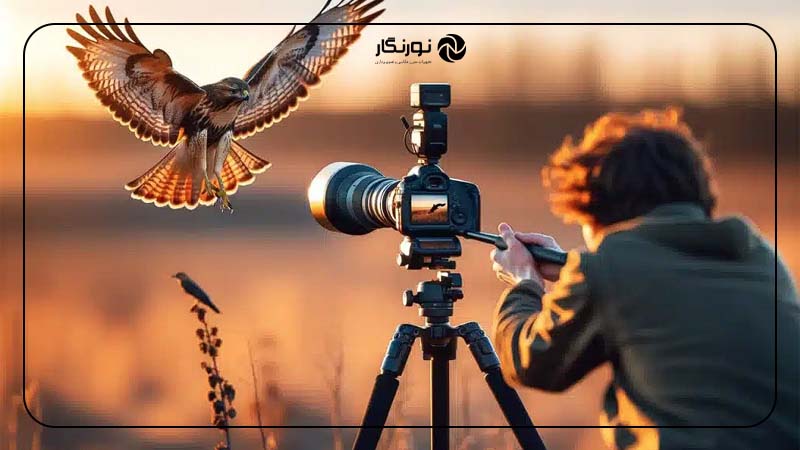 ویژگی‌های یک لنز مناسب برای عکاسی پرندگان