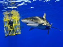 Shark photographer