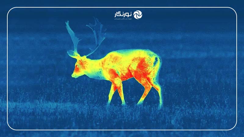 دوربین‌های حرارتی مخصوص حیات وحش