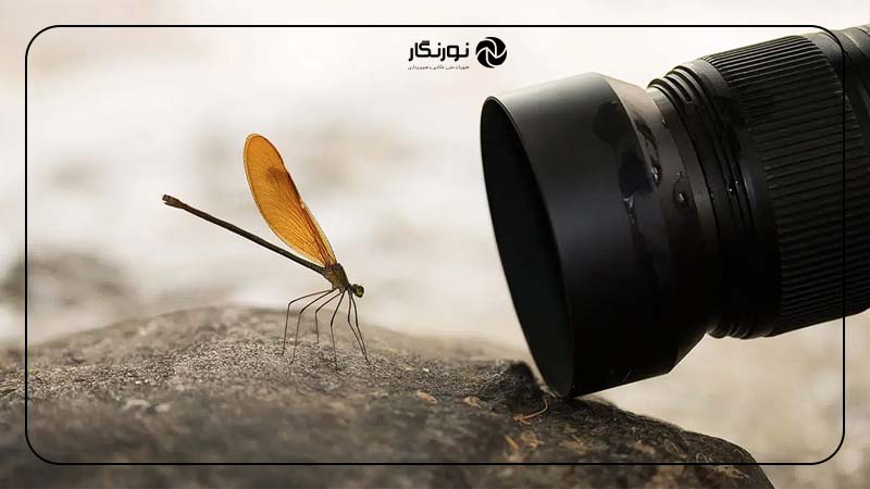 ویژگی‌های یک دوربین مناسب برای عکاسی ماکرو