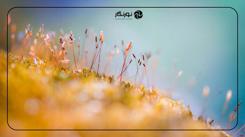 تصویر فولو