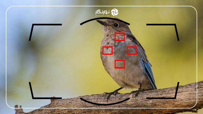 فوکوس خودکار