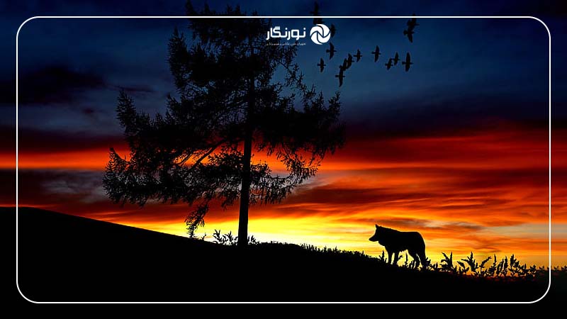 تاریخچه و کاربردهای عکاسی سیلوئت در هنر عکاسی