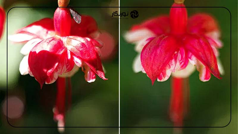 عکاسی از مناظر طبیعی و گیاهان