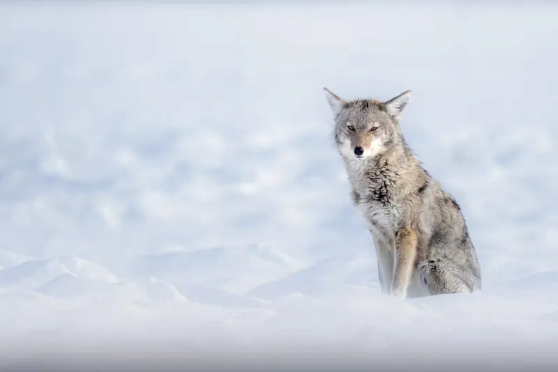 9نکته عکاسی زمستانی از حیات وحش