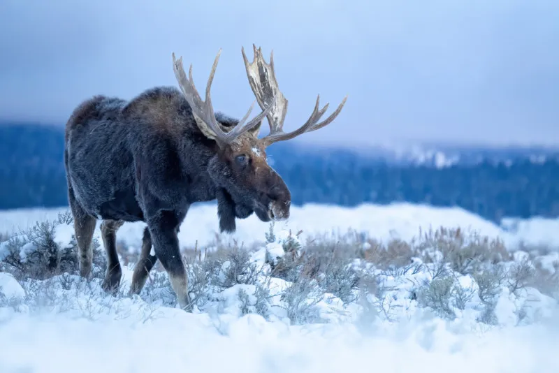 9نکته عکاسی زمستانی از حیات وحش