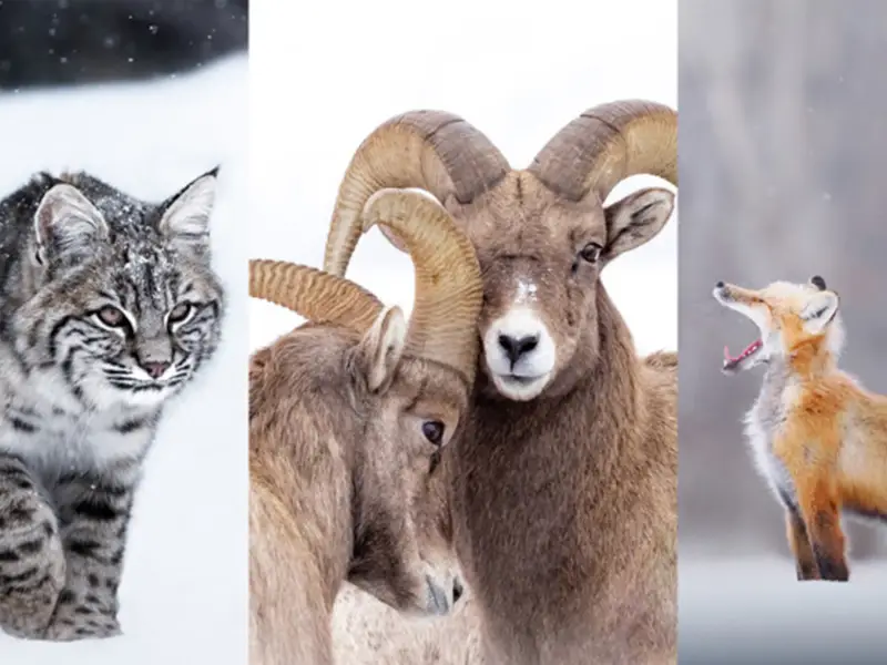 9 نکته برای عکاسی از حیات وحش در زمستان
