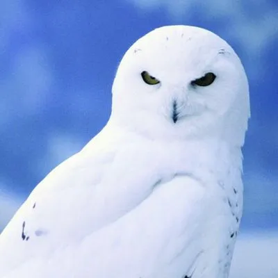 گروههای فیسبوک عکسهای جغدهای برفی را ممنوع کرد