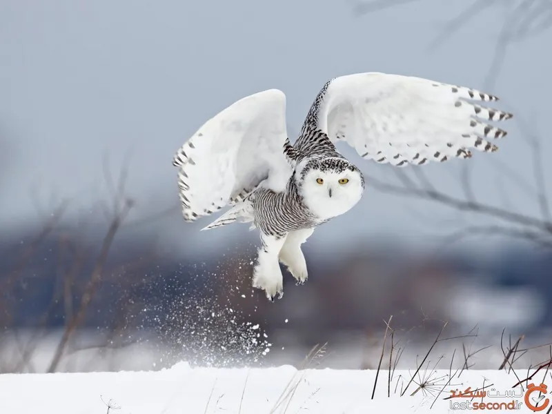 عکسهای جغدهای برفی ممنوع شد