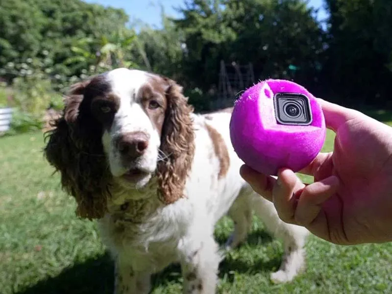 تبدیل گوپرو به توپ تنیس توسط یک مرد برای گرفتن عکس POV از سگ خود