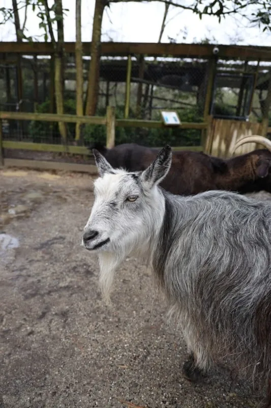 بررسی Canon EOS R8 : بهترین دوربین کانن فول فریم تحلیل شد