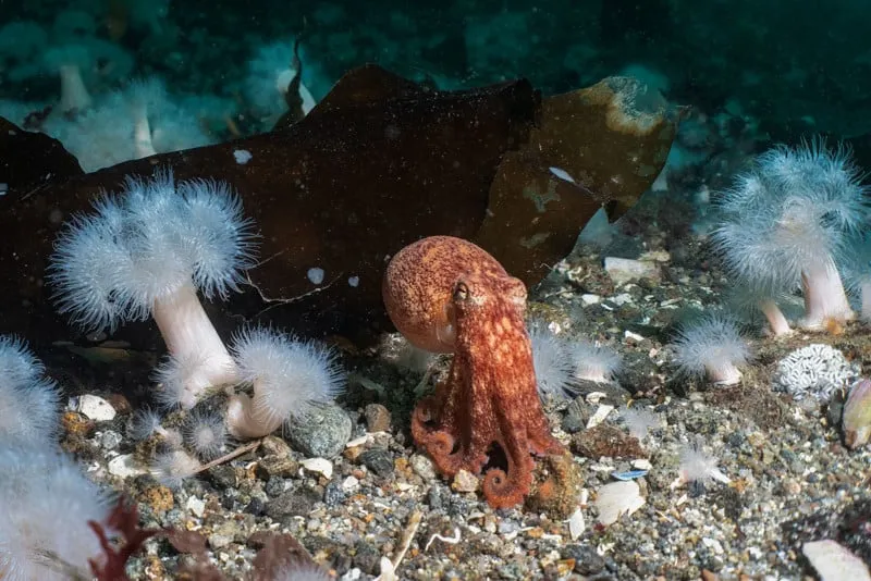 عکس های خیره کننده از زندگی دریایی در روز جهانی حیات وحش پخش شد