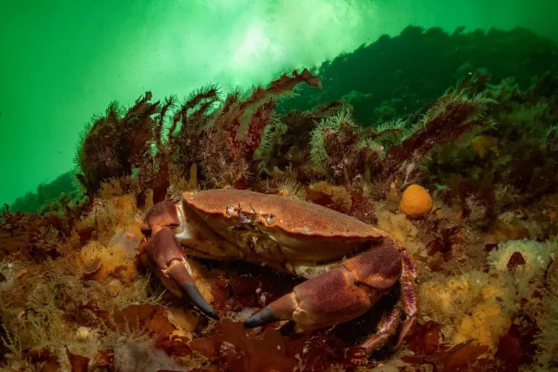 عکس های خیره کننده از زندگی دریایی در روز جهانی حیات وحش مشخص شد