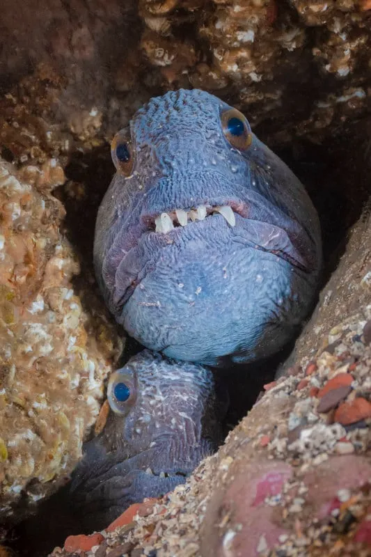 عکس های خیره کننده از زندگی دریایی در روز جهانی حیات وحش رو نمایی شد