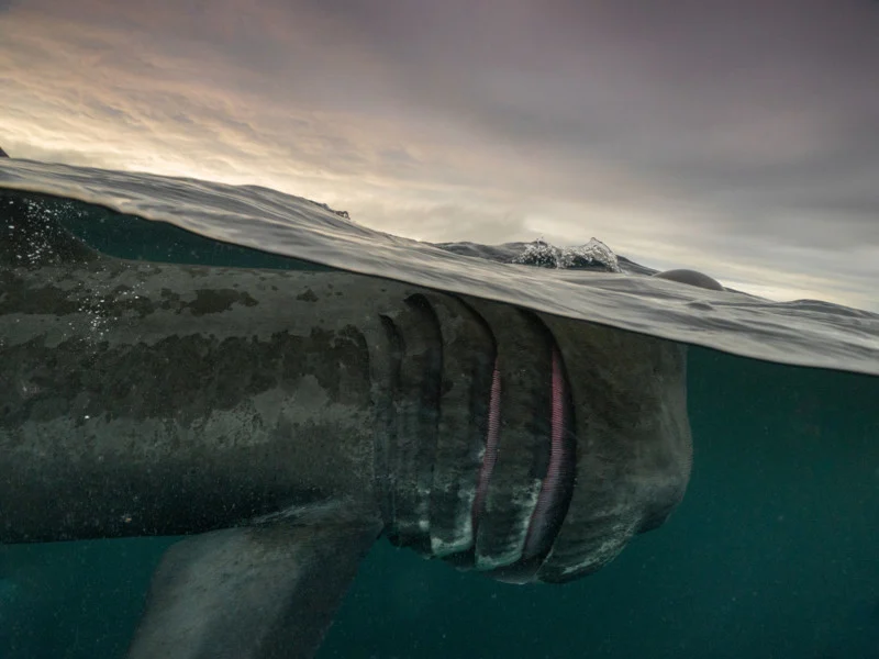 برنده عکس های خیره کننده از زندگی دریایی در روز جهانی حیات وحش مشخص شد