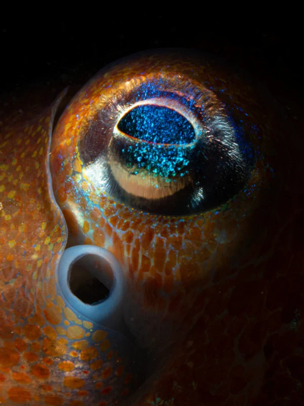 عکس های از زندگی دریایی در روز جهانی حیات وحش
