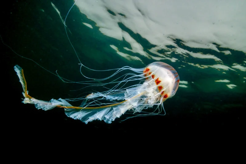 عکس های خیره کننده از زندگی دریایی