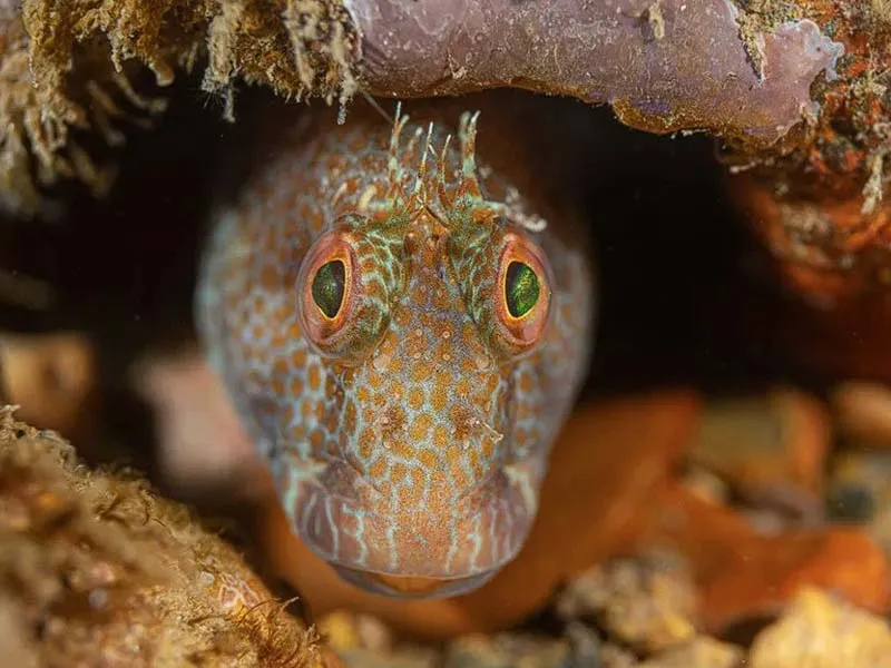 عکس های خیره کننده از زندگی دریایی در روز جهانی حیات وحش