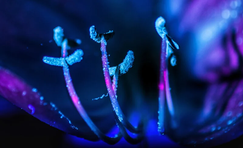 معرفی لنزهای Irix 15mm f/2.4 و 150mm f/2.8