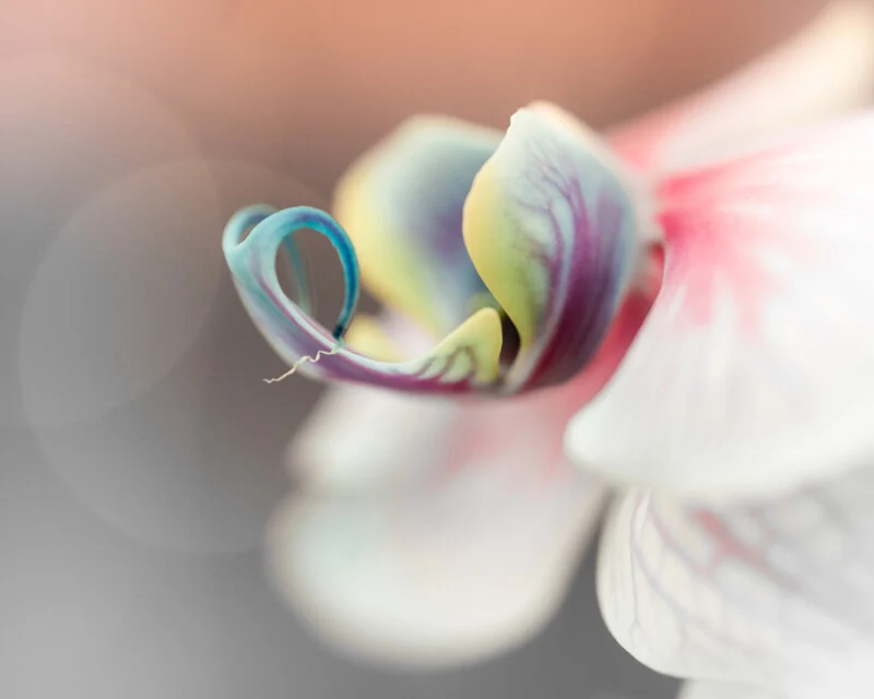 معرفی عرضه لنزهای Irix 15mm f/2.4 برای Sony E-Mount