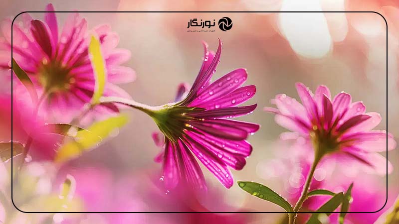 از میان گلبرگ گل‌ها عکاسی کنید