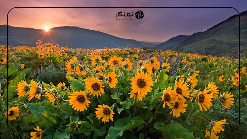 با رنگ‌ها هوشمندانه کار کنید