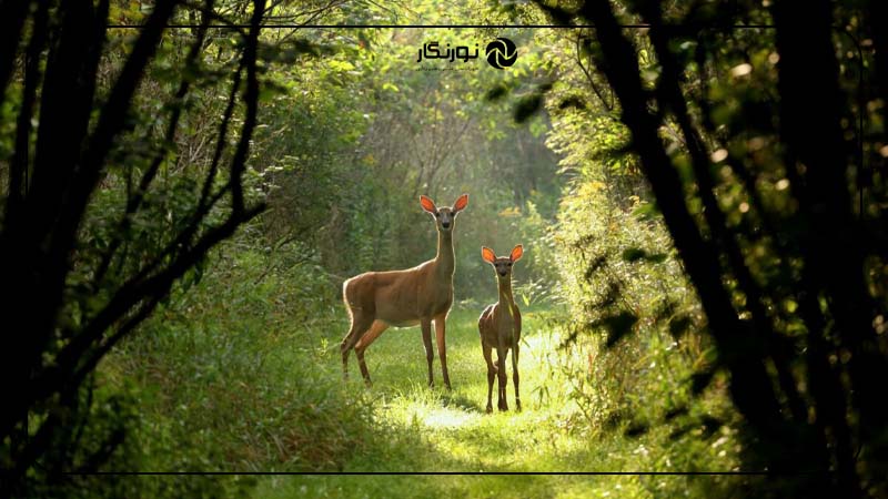 ثبت حیات وحش در محیط طبیعی