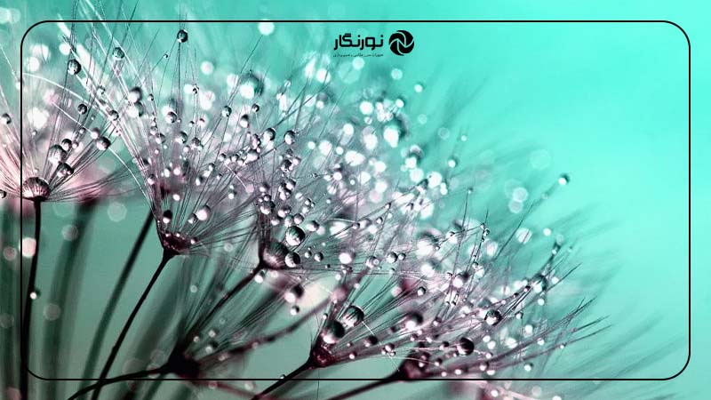 ثبت عکس‌های نزدیک از جزئیات طبیعت مانند برگ‌ها یا قطرات آب