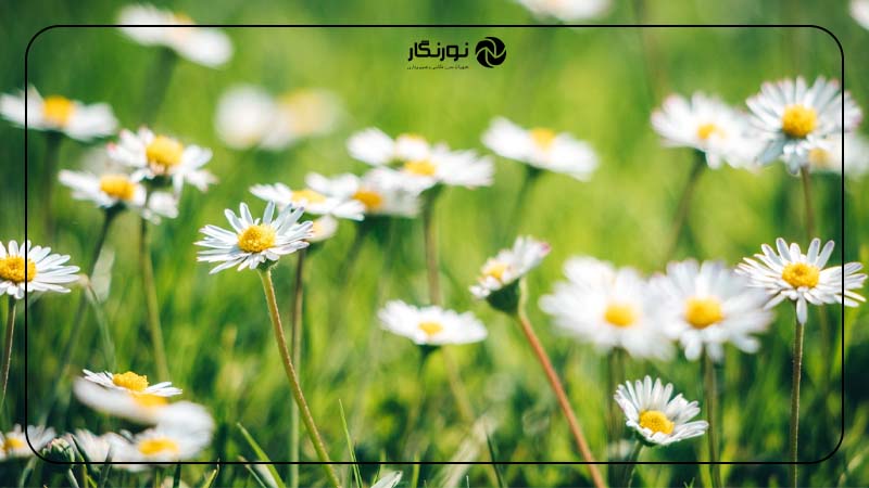 عکاسی از دمنوش‌ها و گل‌های وحشی