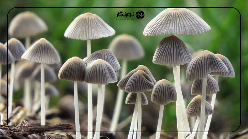 نکات مهم برای عکاسی از طبیعت