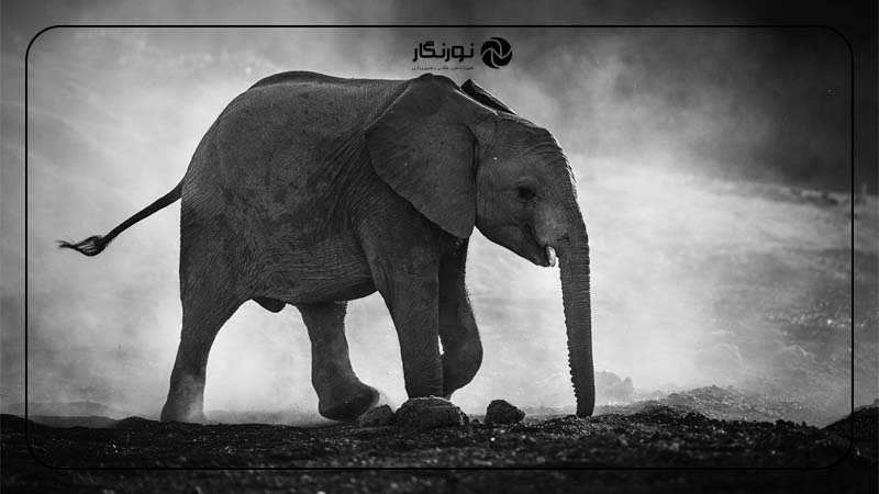 تاریخچه عکاسی سیاه و سفید