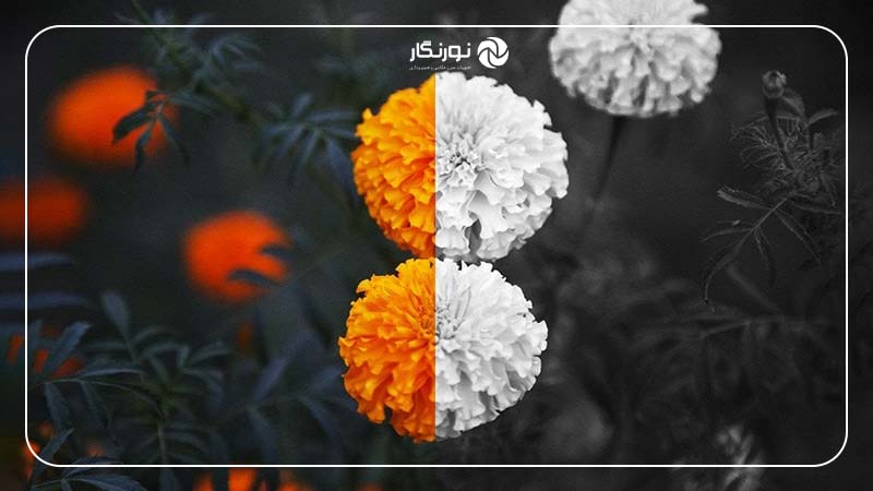 تفاوت عکس‌های سیاه و سفید با عکس‌های رنگی