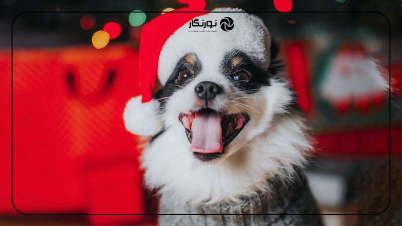 عکاسی از حیوانات خانگی با تم کریسمس