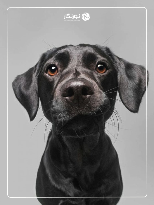 راهنمای کامل عکاسی از سگ؛ 🐕 چطور از سگهای بازیگوش عکس بگیریم؟