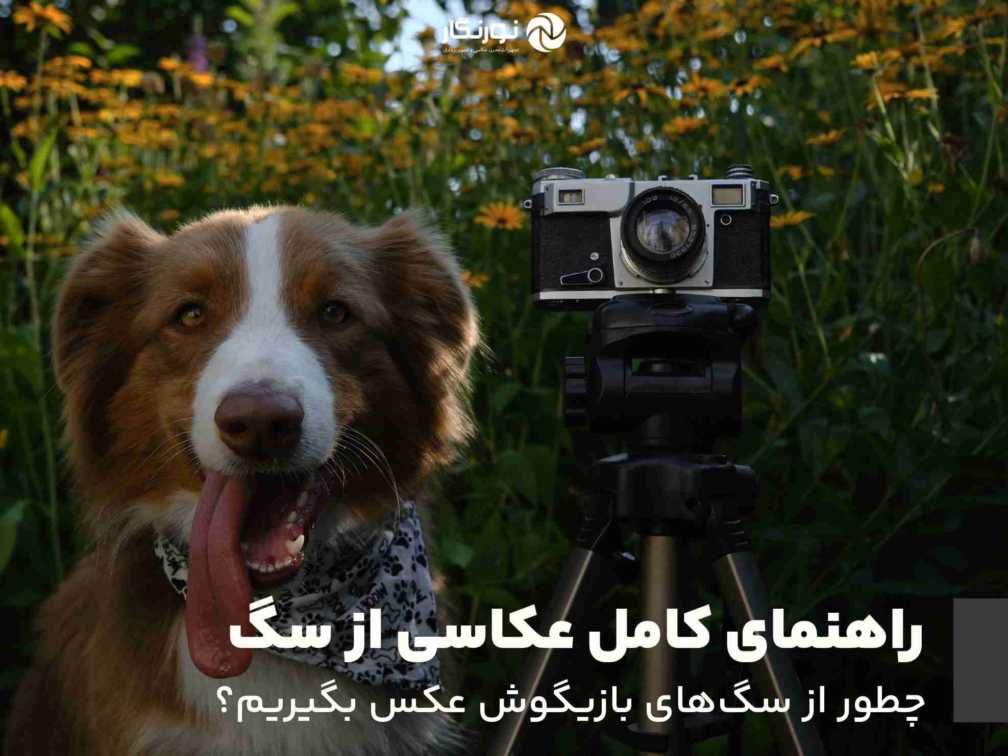 راهنمای کامل عکاسی از سگ؛ چطور از سگ‌های بازیگوش عکس بگیریم؟