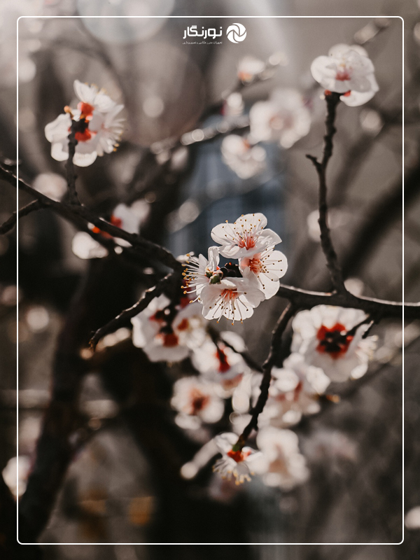 بازی با نور برای عکاسی گل‌های بهاری